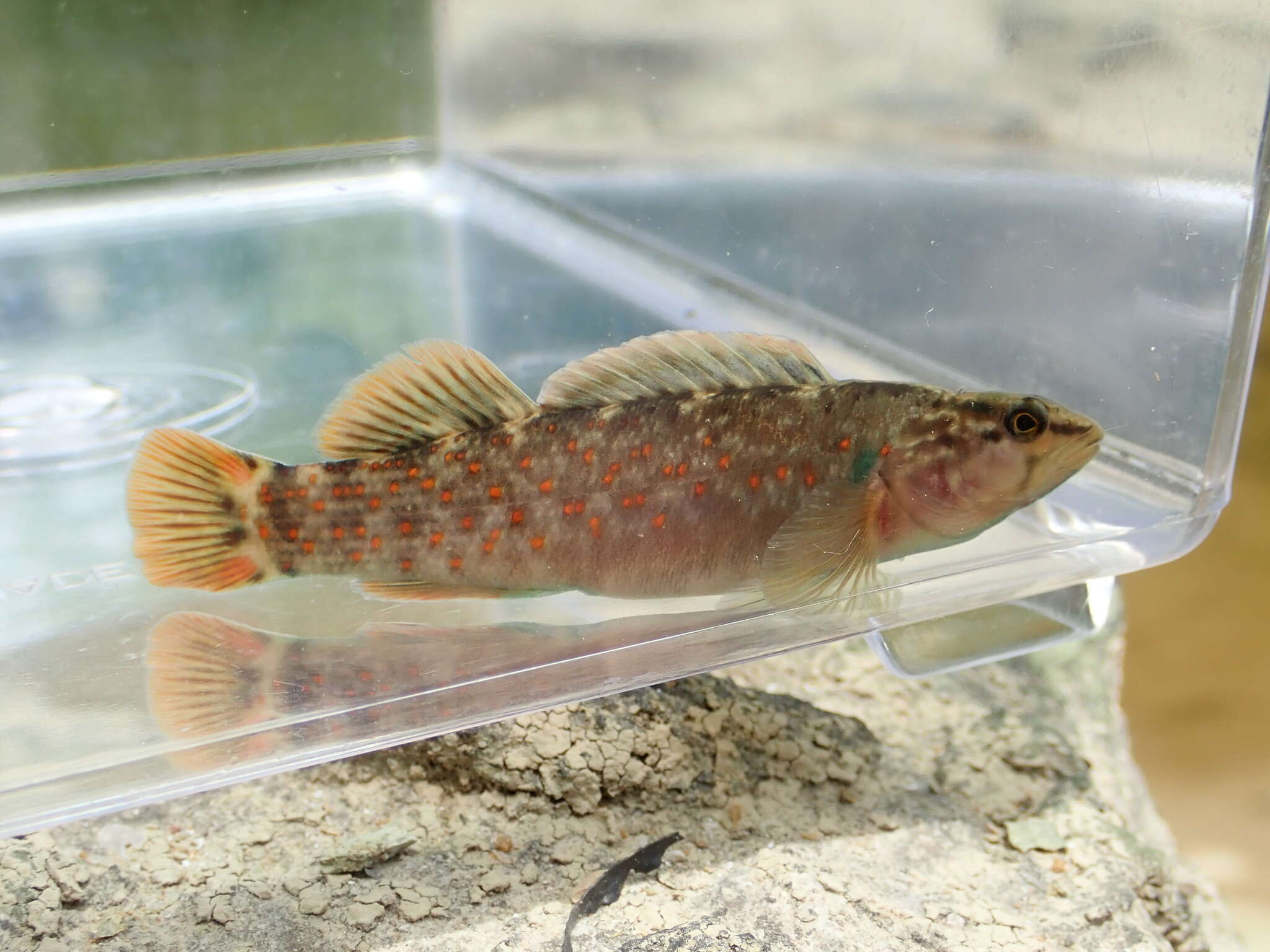 Image of Bloodfin darter