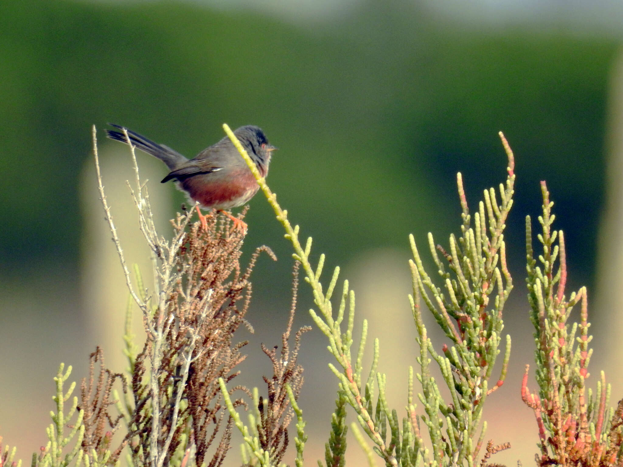 Image of Dartford warbler