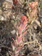 Image of Salmon Creek Indian paintbrush