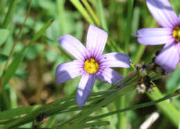 Image of Sisyrinchium platense I. M. Johnst.