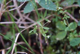 Image of threepetal bedstraw