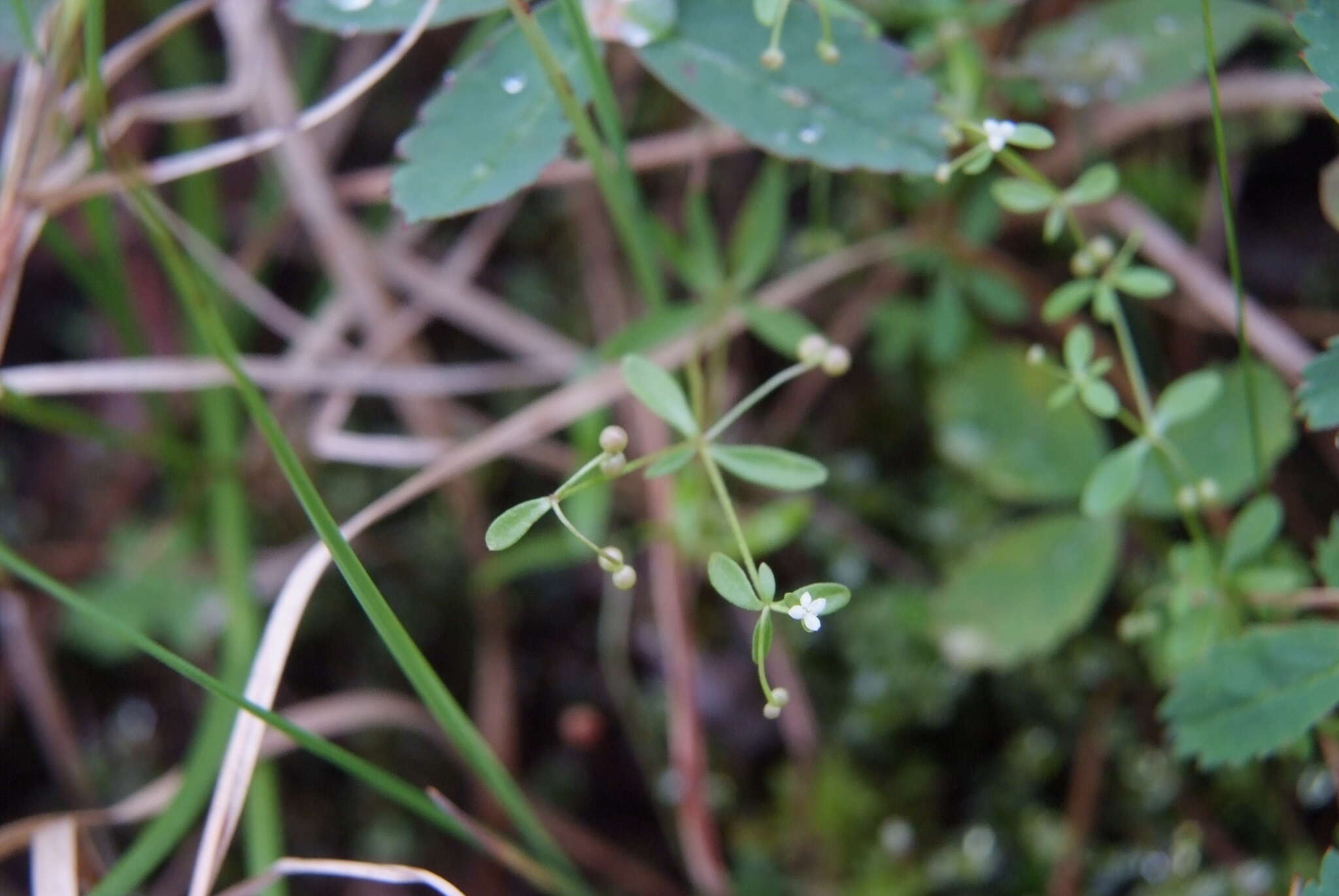 Plancia ëd Galium trifidum subsp. trifidum