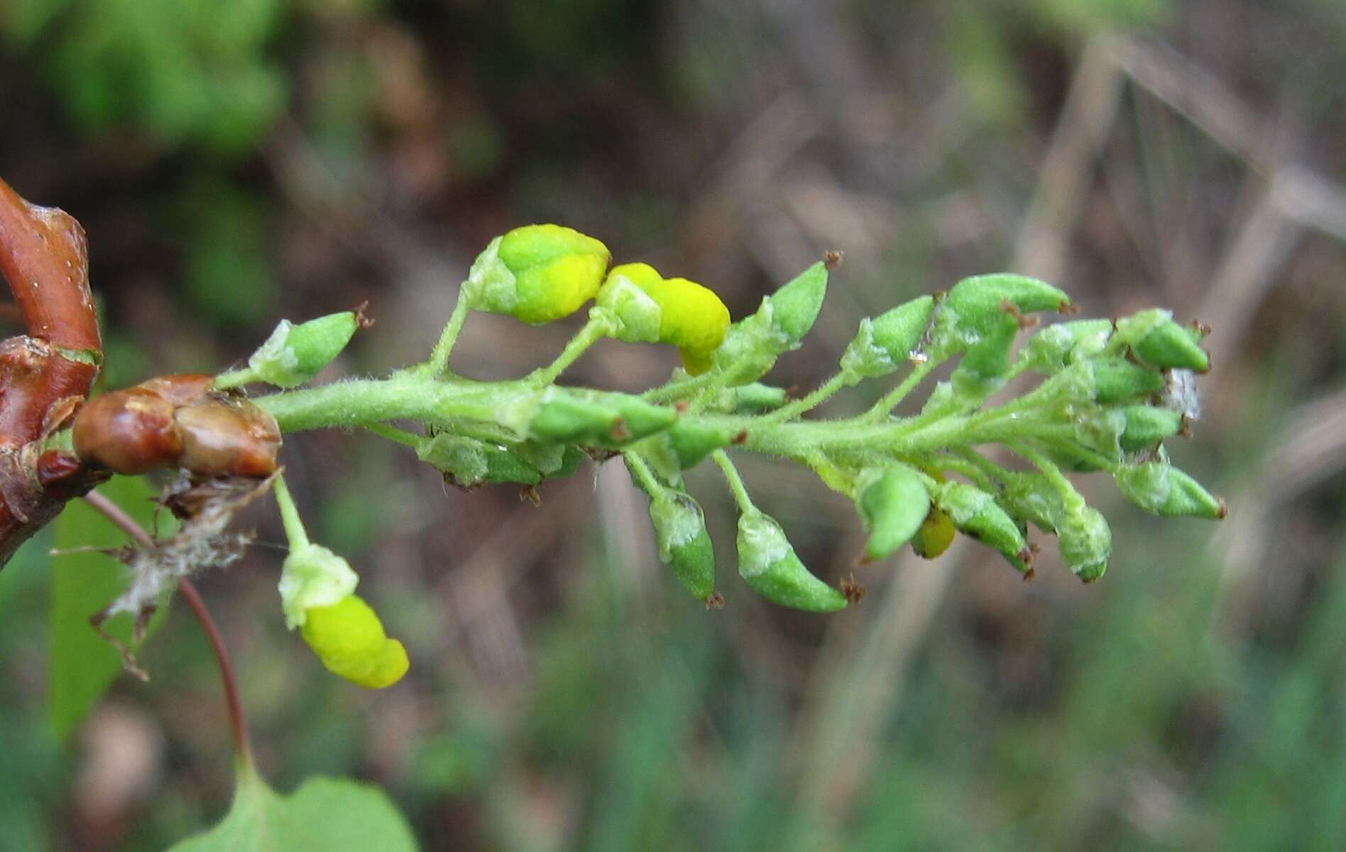 Image of Taphrina johansonii Sadeb. 1891