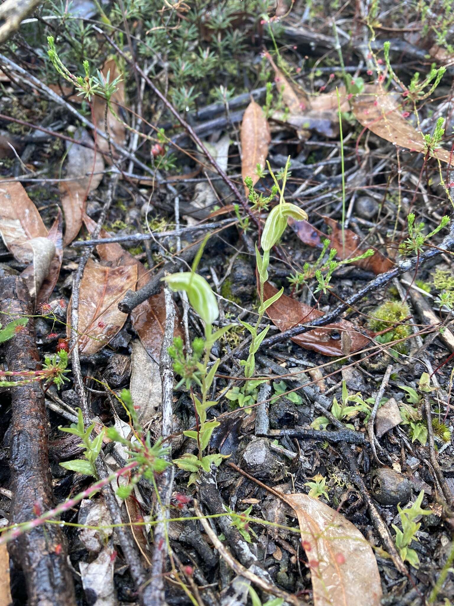 Image of Pterostylis pyramidalis Lindl.