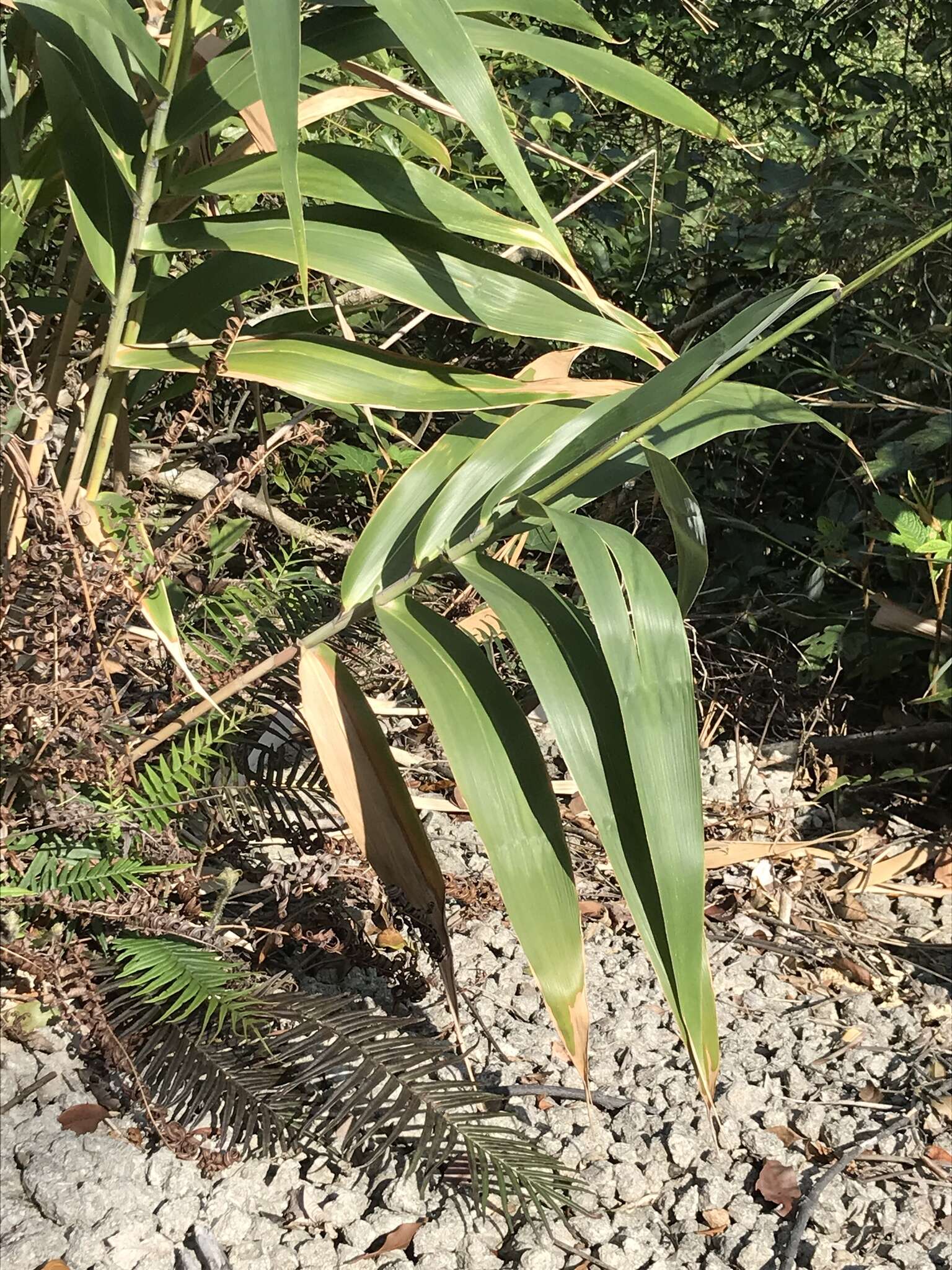 Plancia ëd Thysanolaena latifolia (Roxb. ex Hornem.) Honda