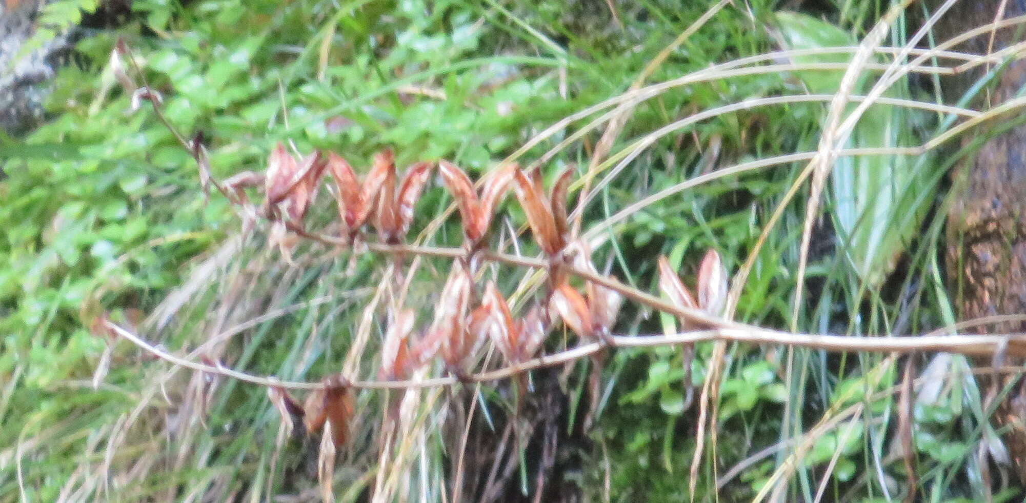 Image of Gladiolus aquamontanus Goldblatt