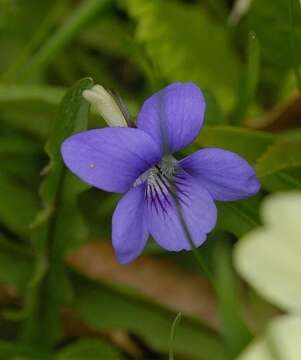 Viola consobrina H. D. House resmi