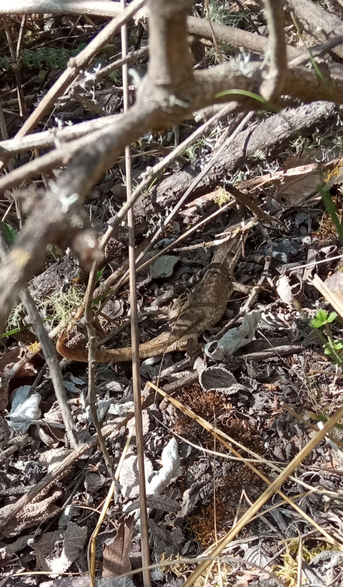 Image of Günther's Whorltail Iguana