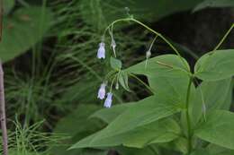 Image of tall bluebells