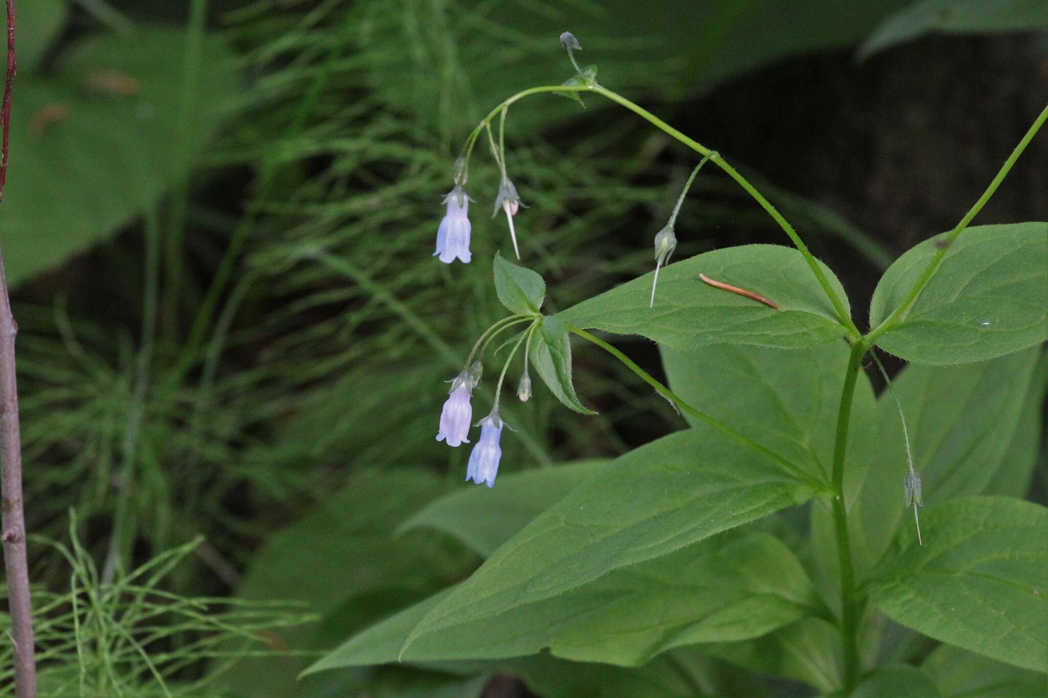 Image of tall bluebells