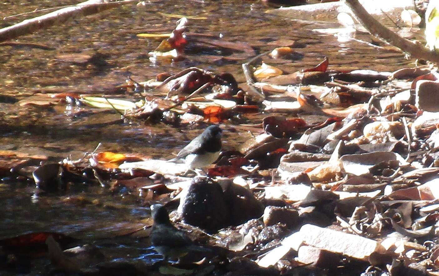 Image of Dubois's Seedeater