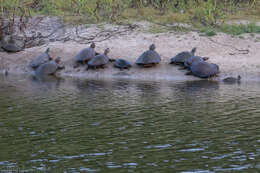 Image of Murray River Turtle