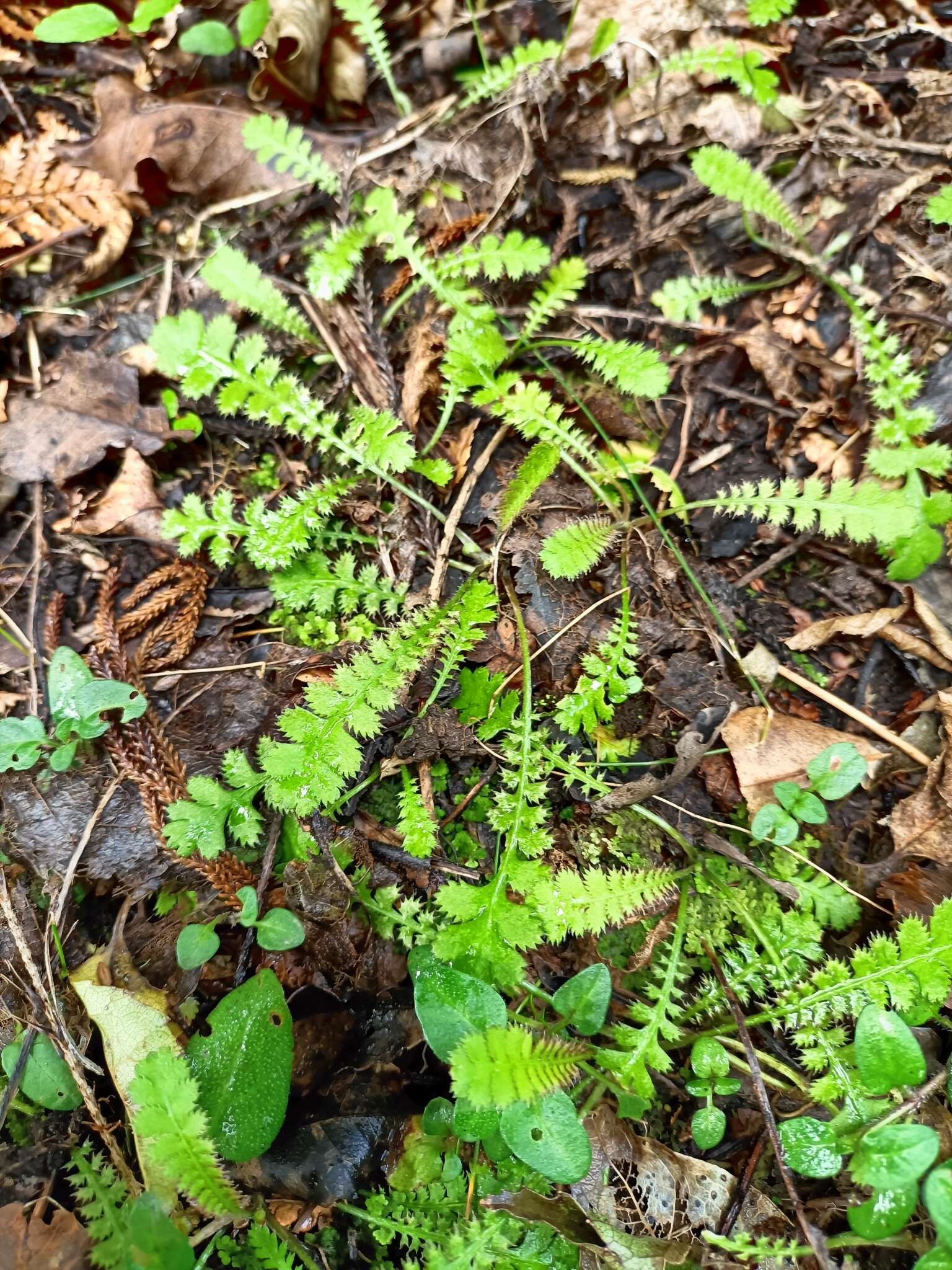 Image of Leptinella traillii (Kirk) D. G. Lloyd & C. J. Webb