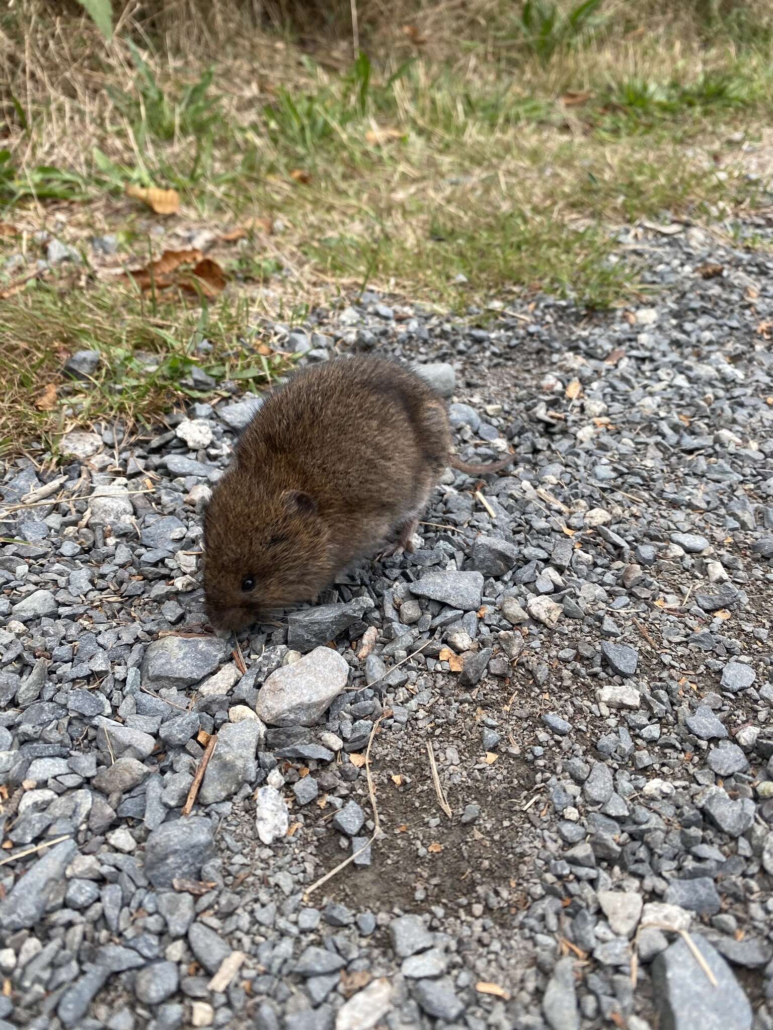 Image of Townsend's Vole