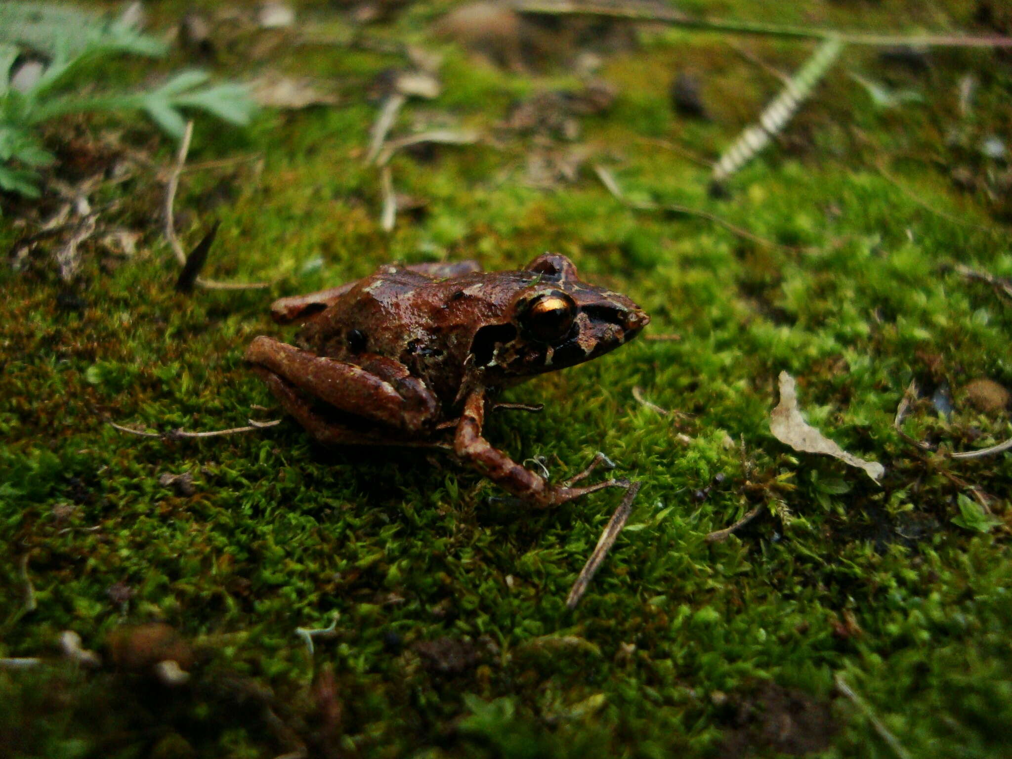 Image of Ischnocnema henselii (Peters 1870)