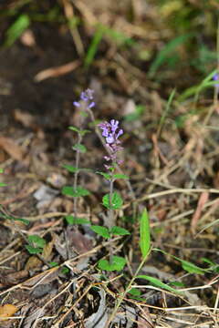 Image of Scutellaria playfairii Kudô