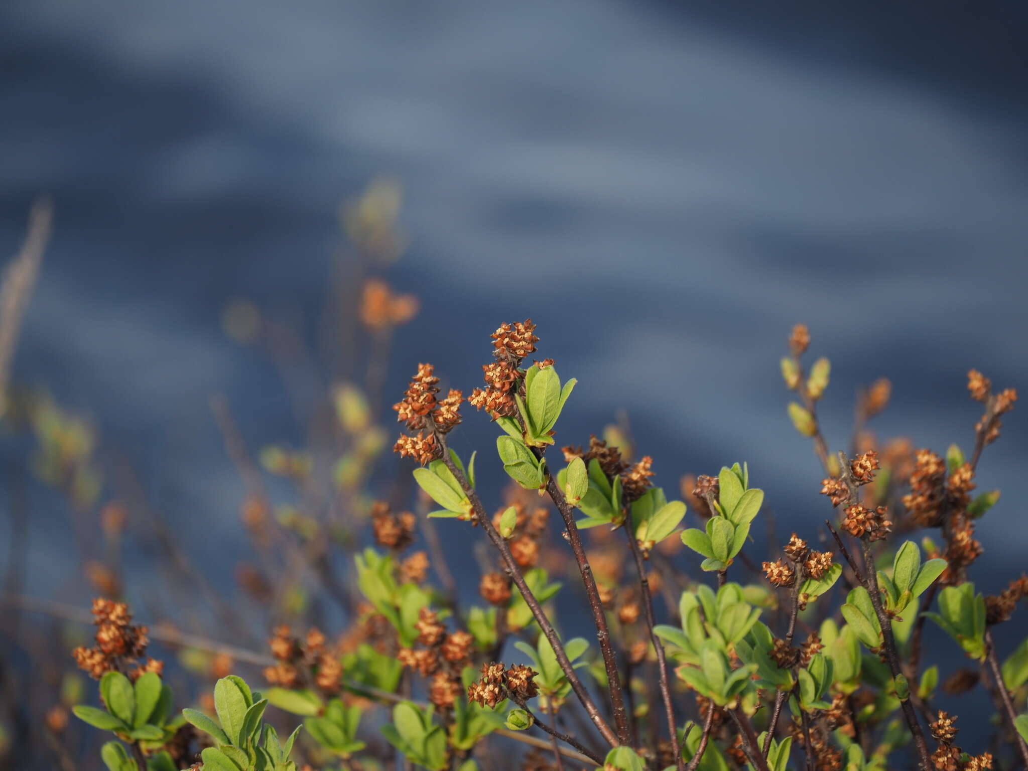 Image of Myrica gale subsp. tomentosa (C. DC.) E. Murray