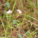 Image de Pleroma naudinianum (Decne.) Triana