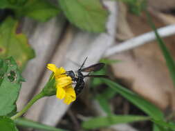 صورة Campsomeriella collaris (Fabricius 1775)