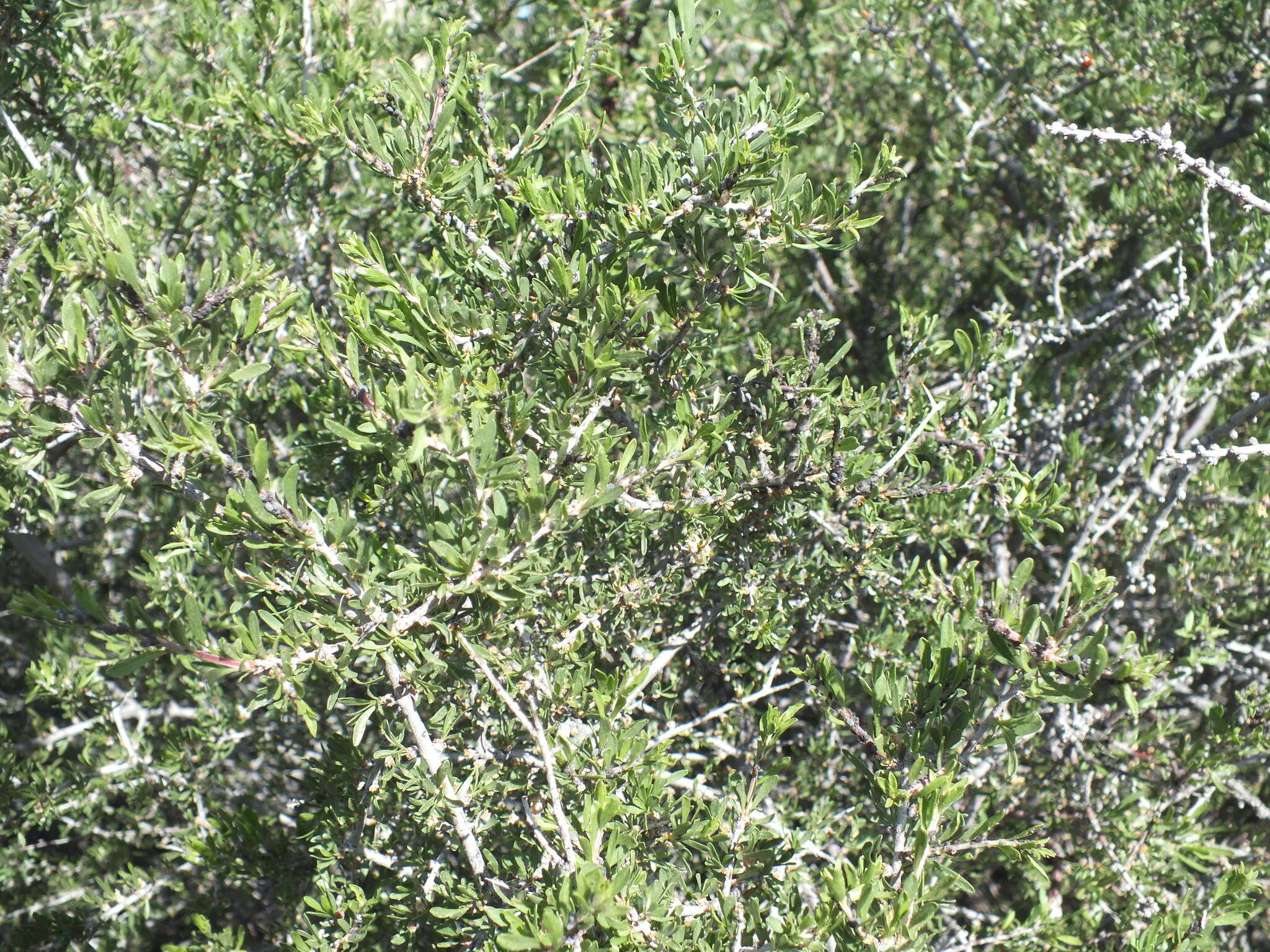 Prunus fasciculata subsp. fasciculata resmi