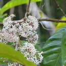 Ixora aneityensis Guillaumin resmi