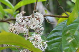 Слика од Ixora aneityensis Guillaumin