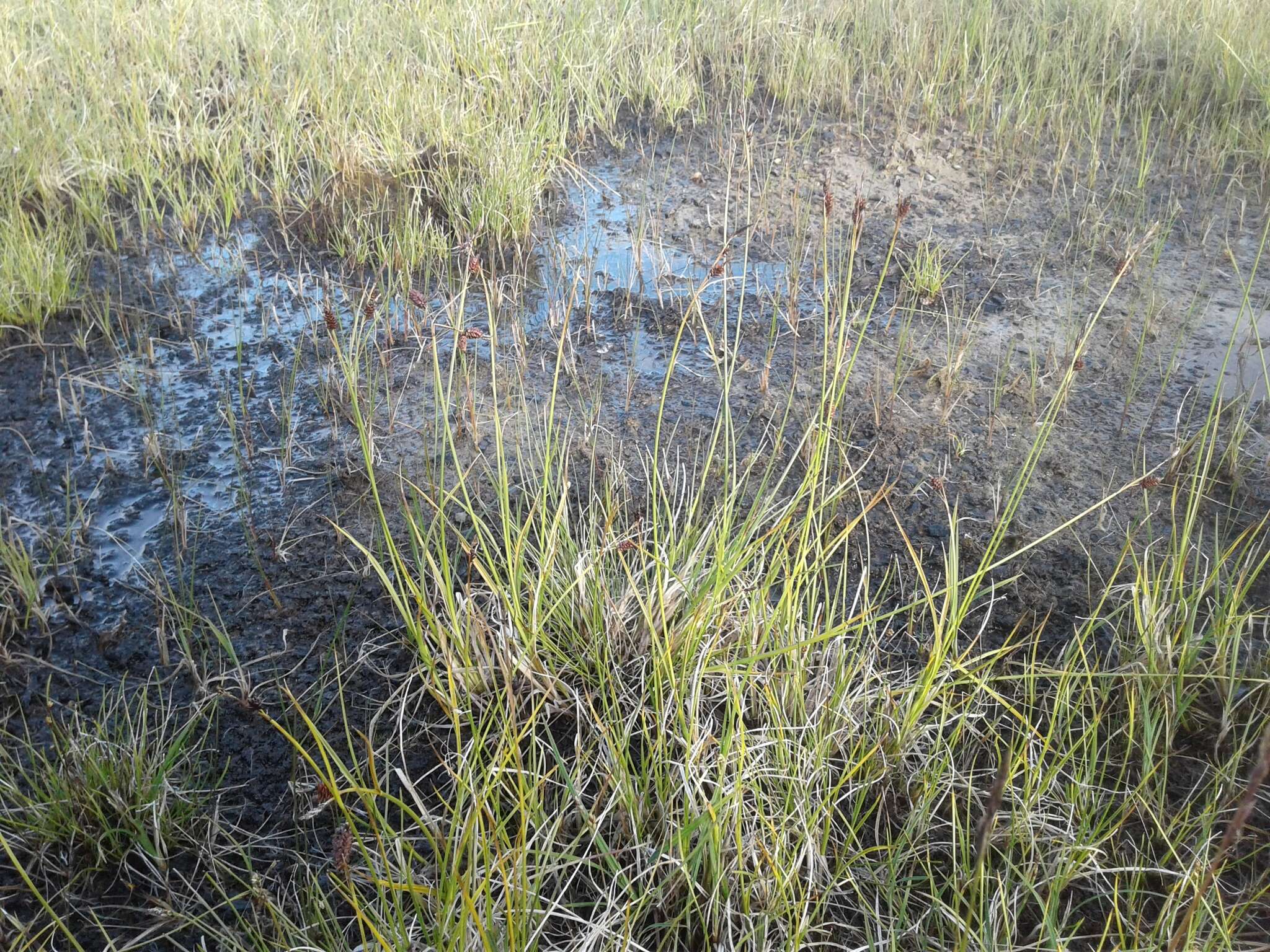 Image of Russet sedge