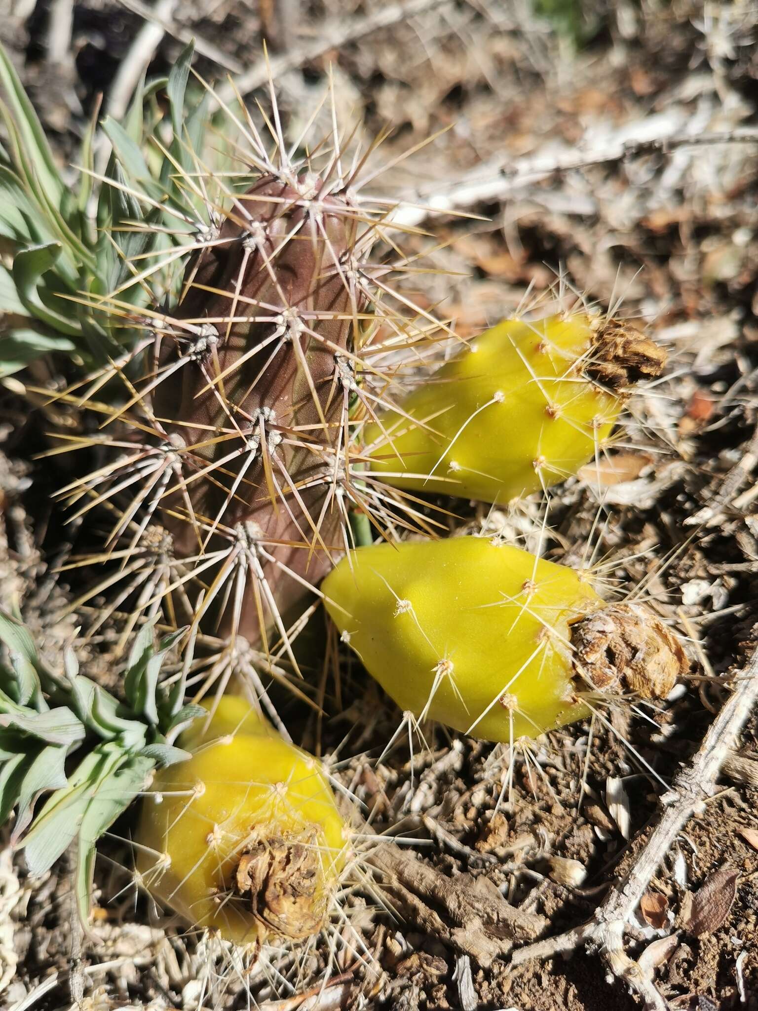 Image of Austrocactus spiniflorus (Phil.) F. Ritter