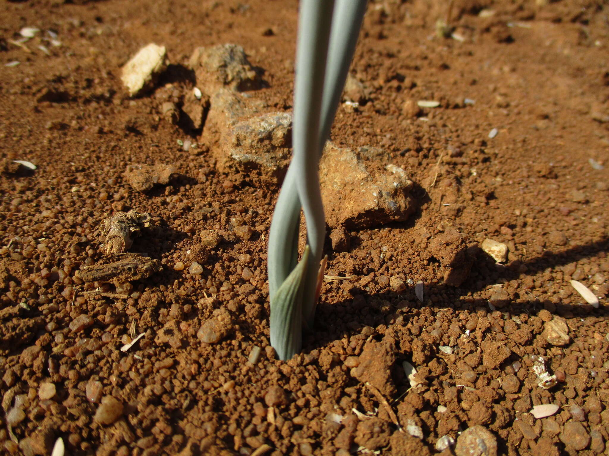 Imagem de Albuca kirkii (Baker) Brenan