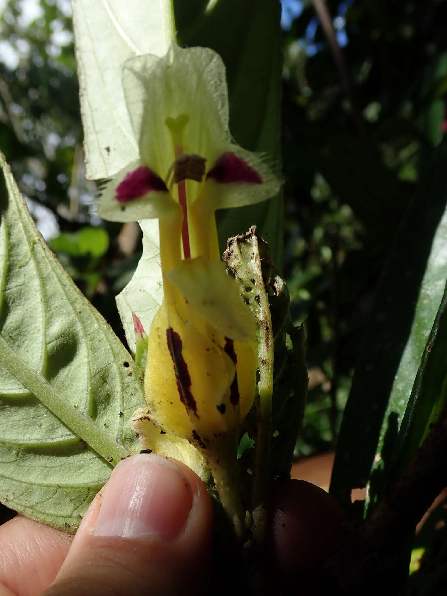 Image of Columnea picta H. Karst.