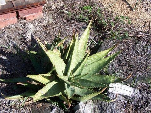 539.aloaf bhd380 aloe graciliflora 1279723762 jpg.580x360