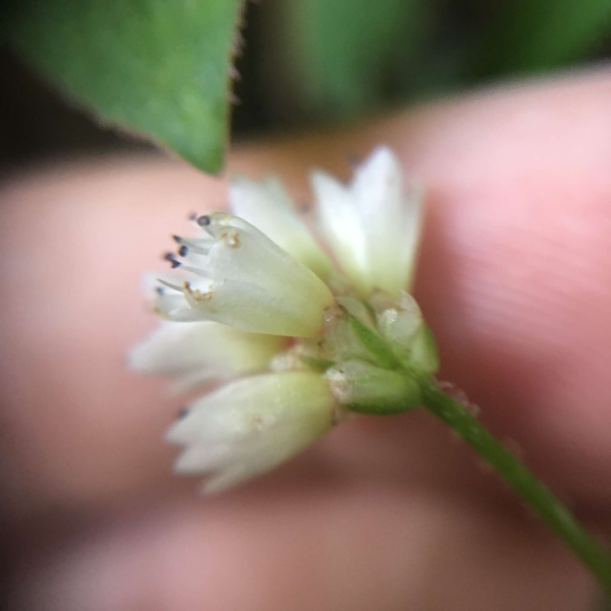 Sivun Persicaria pilushanensis (Y. C. Liu & C. H. Ou) C. F. Kuo ex T. C. Hsu & S. W. Chung kuva