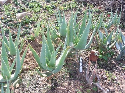 539.aloaf bhd389 aloe globuligemma 1279723398 jpg.580x360