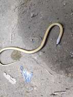 Image of Black-headed Snake (equatoriana