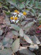 Image of roughleaf aster