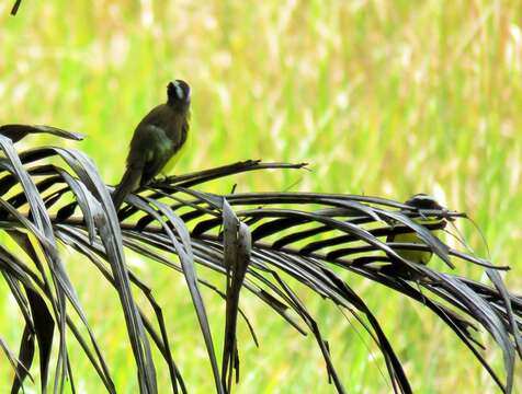 Image of Rusty-margined Flycatcher