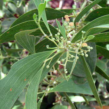 Image of Acacia oraria F. Muell.