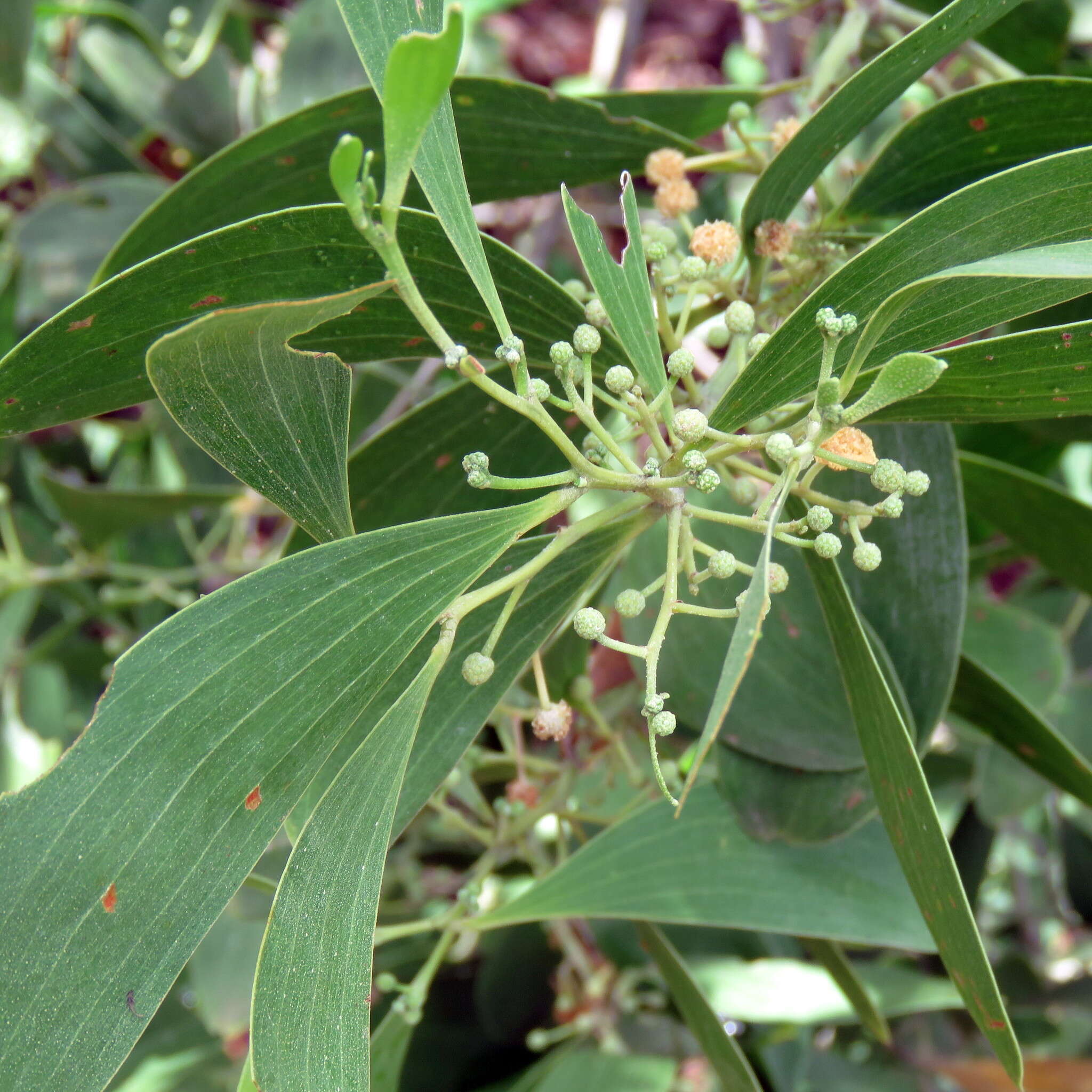 Image of Acacia oraria F. Muell.