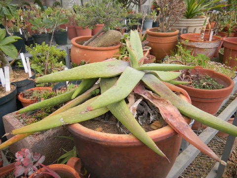 539.aloaf bhd402 aloe buhrii 1297949088 jpg.580x360