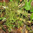 Image of Aerobryopsis capensis Fleischer 1905