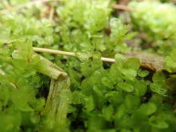 Image of grandleaf rhizomnium moss