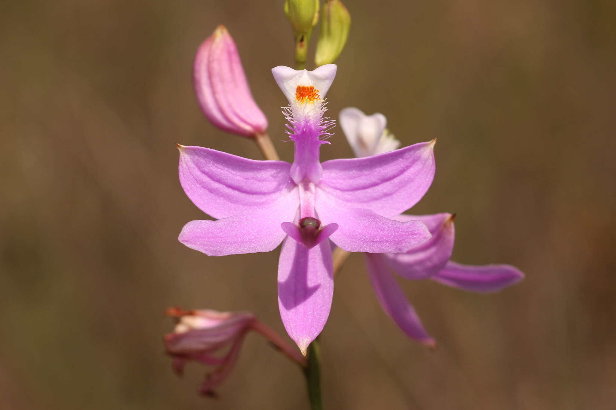 Image of Simpson's grasspink