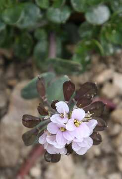 Imagem de Noccaea rotundifolia (L.) Moench