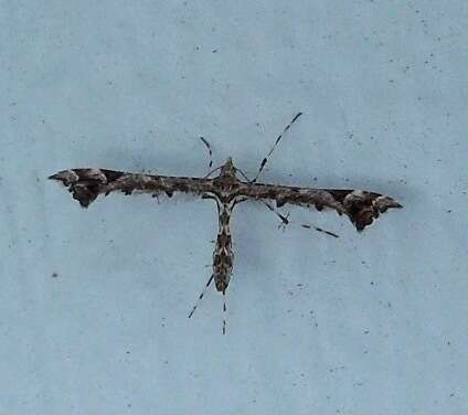 Image of Geranium Plume Moth