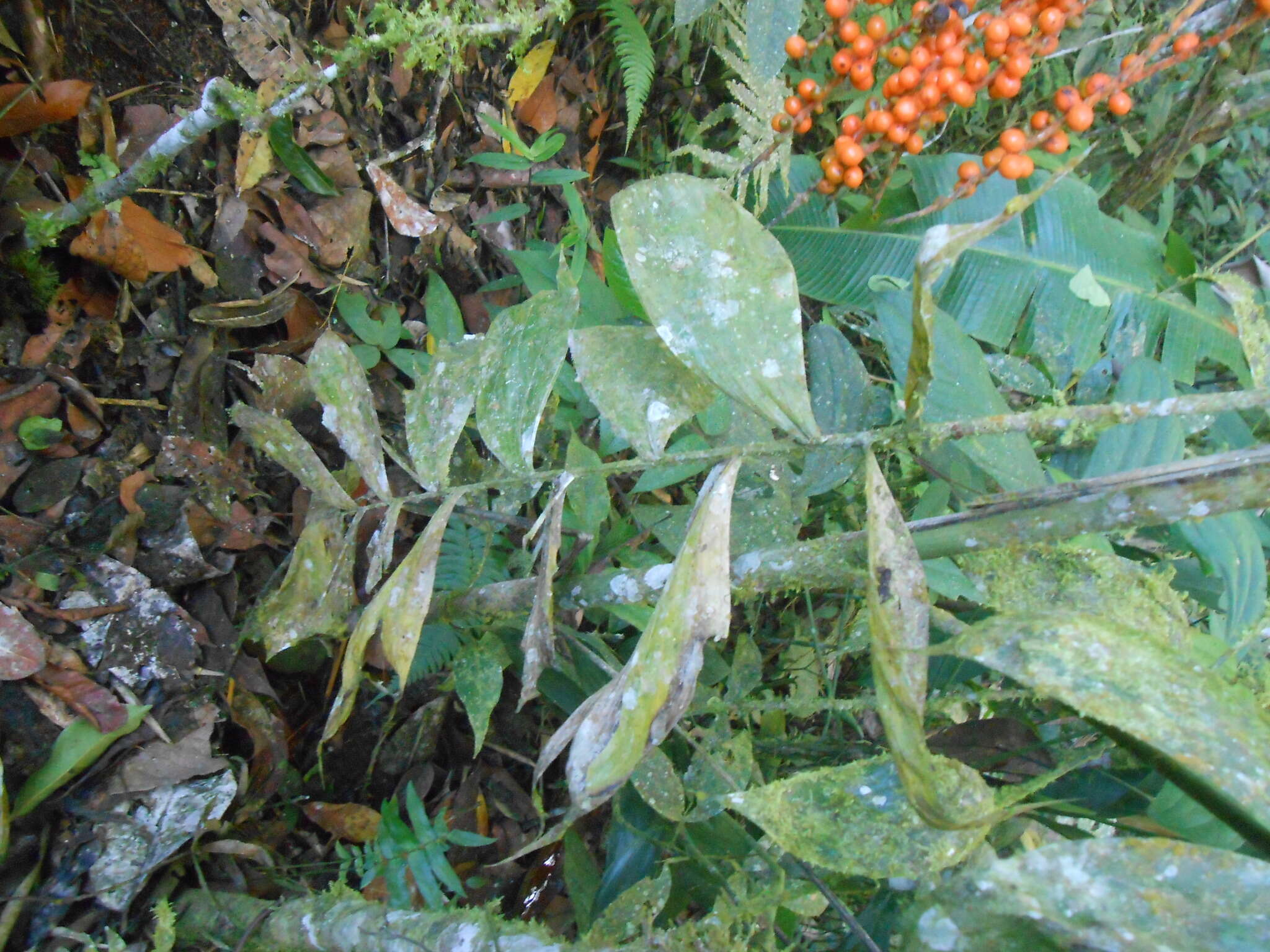 Image of Chamaedorea pinnatifrons (Jacq.) Oerst.