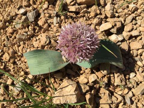 Image of Allium akaka S. G. Gmel. ex Schult. & Schult. fil.