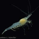 Image of Alabama cave shrimp