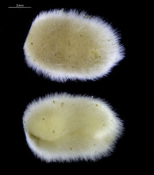 Image of Simrothiellidae