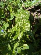 Image of Arum italicum subsp. italicum