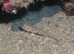 Image of Large-scaled goby